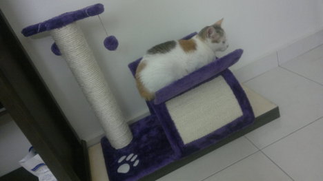 Picture of a cat / kitten / feline