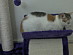 View full size picture