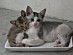 View full size picture