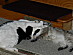 View full size picture