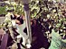 View full size picture