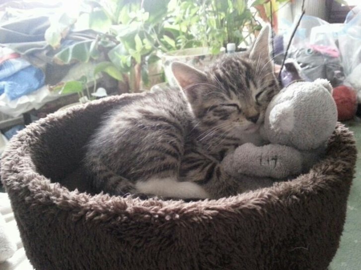 Picture of a cat / kitten / feline
