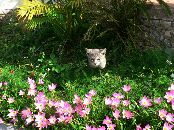 Picture of a cat / kitten / feline