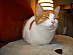 View full size picture