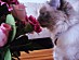 View full size picture