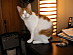 View full size picture