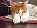 View full size picture