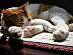 View full size picture