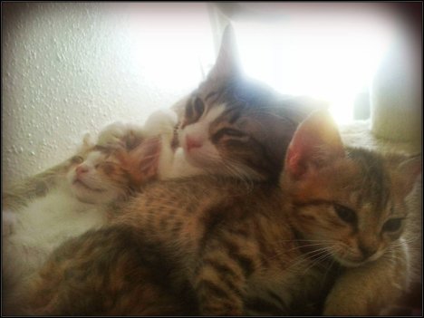 Picture of a cat / kitten / feline