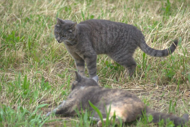 Picture of a cat / kitten / feline