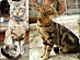 View full size picture