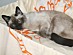 View full size picture
