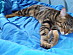View full size picture