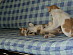 View full size picture