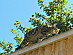View full size picture
