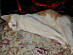 View full size picture