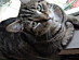 View full size picture