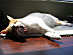 View full size picture