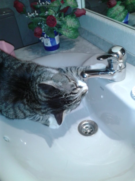 Picture of a cat / kitten / feline