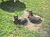 View full size picture