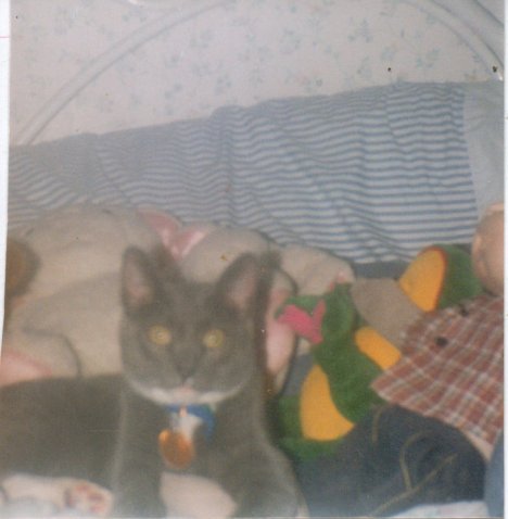 Picture of a cat / kitten / feline