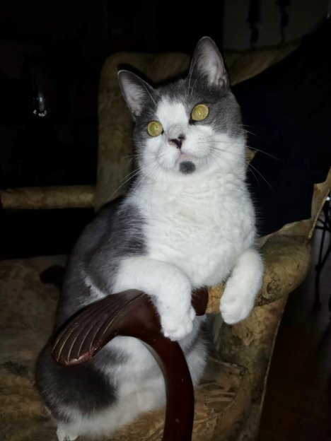 Picture of a cat / kitten / feline