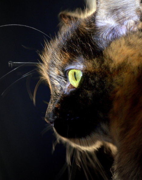 Picture of a cat / kitten / feline