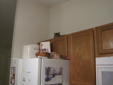 Picture of a cat / kitten / feline