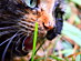 View full size picture