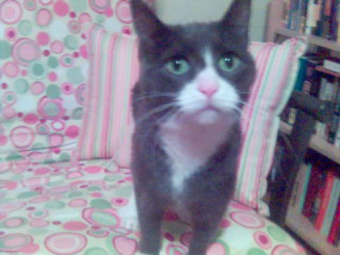 Picture of a cat / kitten / feline