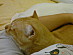 View full size picture