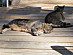View full size picture