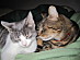 View full size picture