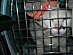 View full size picture