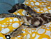View full size picture