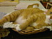 View full size picture