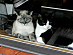 View full size picture