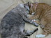 View full size picture