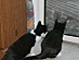 View full size picture