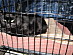 View full size picture
