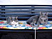 View full size picture