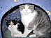 View full size picture