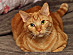 View full size picture