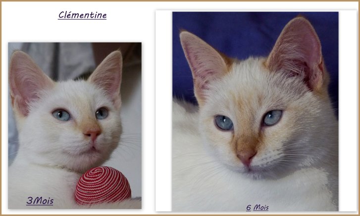 Picture of a cat / kitten / feline