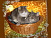View full size picture
