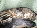 View full size picture