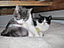 View full size picture