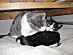 View full size picture