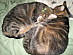 View full size picture