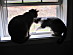 View full size picture
